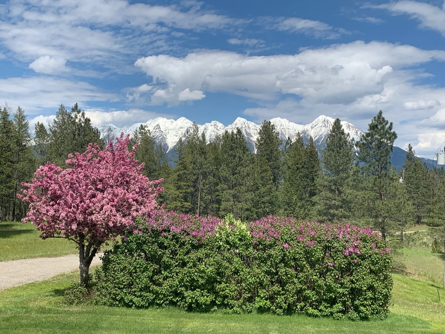 Pine and Peak property with flowering trees and mountain views