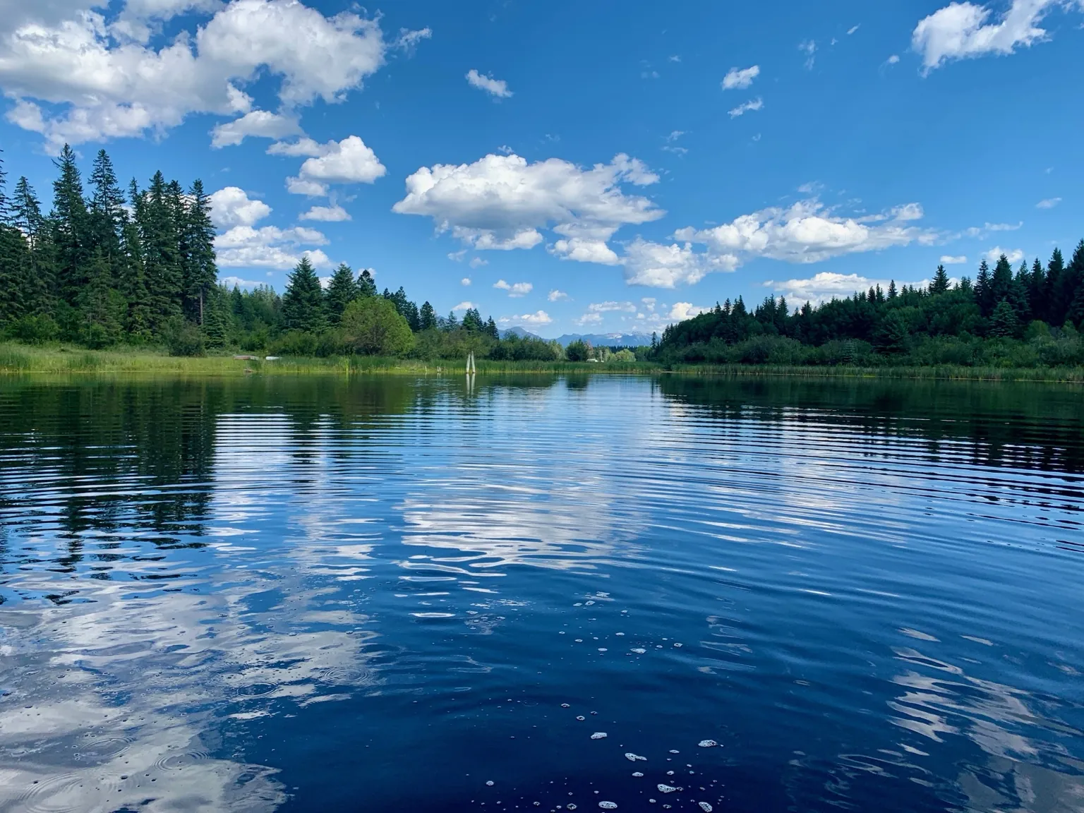 Blue summer water and forest