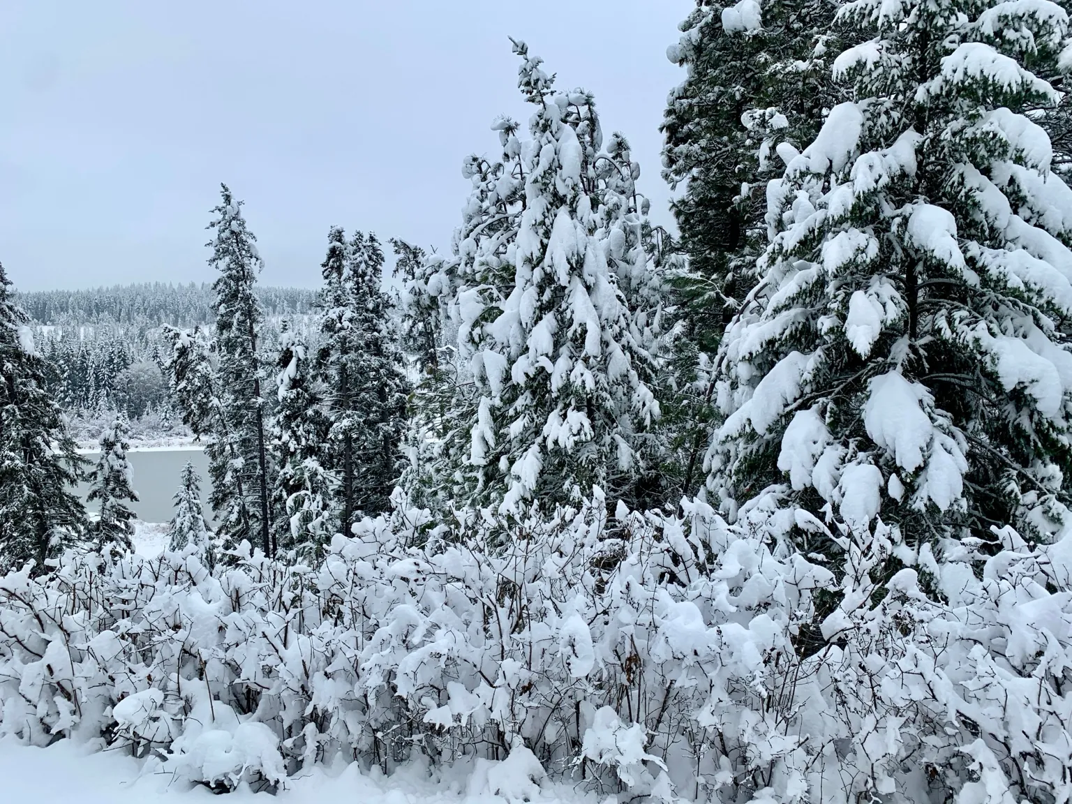 Snow-covered pine forest